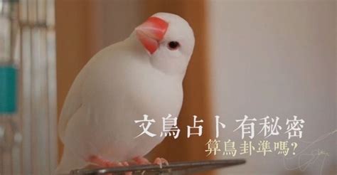 文鳥算命|鳥卦占卜為什麼只用文鳥？原來是這樣？！